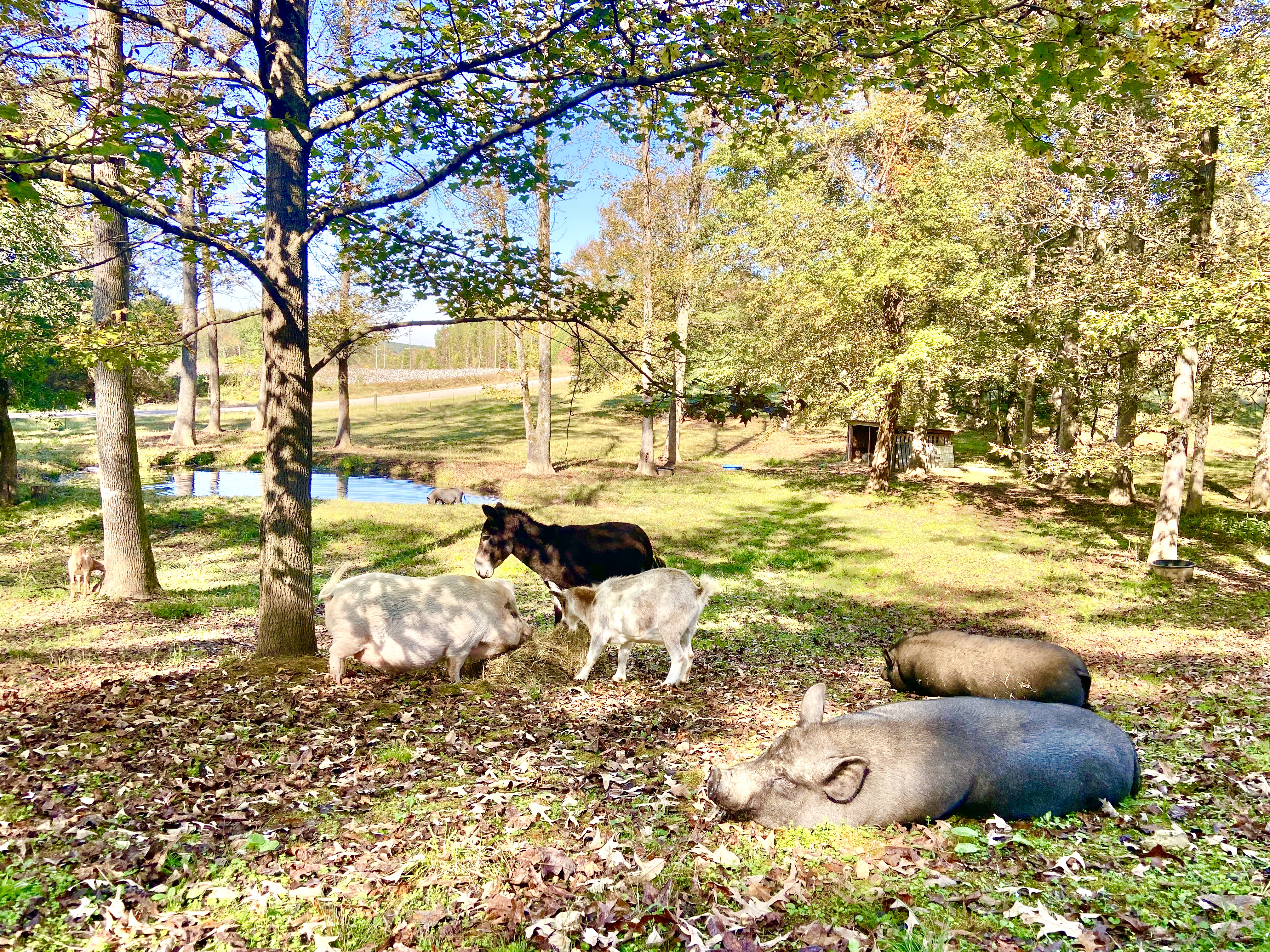 Full Belly Farm residents enjoying a sunny summer day